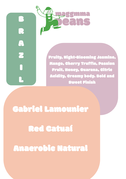 BRAZIL GUARIROBA FRUITY YELLOW CATUAI Anaerobic natural