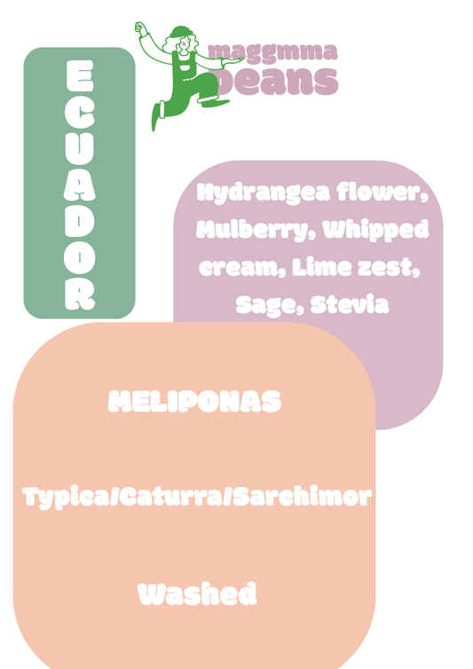 ECUADOR MELIPONAS Washed Typica, Caturra and Sarchimor