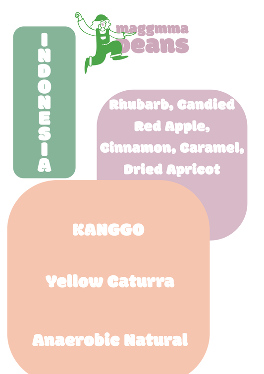INDONESIA BALI KINTAMANI Anaerobic natural Yellow Caturra