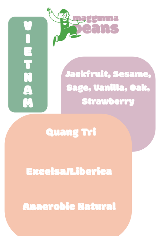 VIETNAM QUANG TRI 96B EXCELSA/ LIBERICA Excelsa Anaerobic / natural