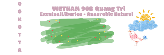 VIETNAM QUANG TRI 96B EXCELSA/ LIBERICA Excelsa Anaerobic / natural